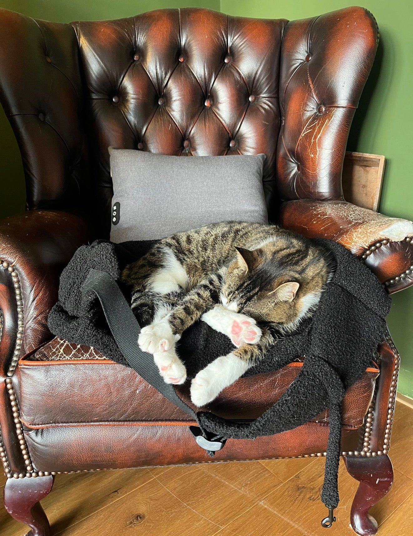 Waarom een draagzak voor je kat een slimme keuze is